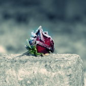 Trandafir rosu inghetat situat pe cruce in cimitir